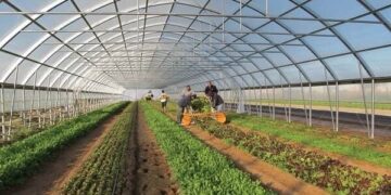 افتتاح و کلنگ زنی ۱۹ طرح گلخانه ای در فارس
