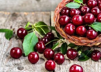 پیش‌بینی برداشت ۳۳ هزار تن گیلاس در استان آذربایجان‌غربی