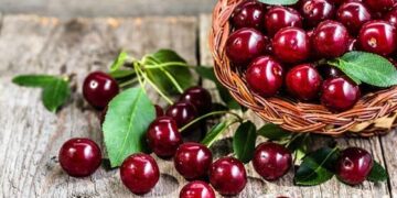 پیش‌بینی برداشت ۳۳ هزار تن گیلاس در استان آذربایجان‌غربی