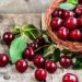 پیشبینی برداشت ۳۳ هزار تن گیلاس در استان آذربایجانغربی