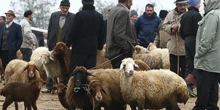 قیمت جدید دام‌زنده اعلام شد/ ارزان‌ترین گوسفند و گوساله کجا به فروش می‌رود؟ + جدول