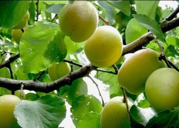 نسخه باغی جهاد کشاورزی برای رونق تولید /  ۸۰۰ هکتار به باغات لرستان افزوده شد