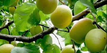 نسخه باغی جهاد کشاورزی برای رونق تولید /  ۸۰۰ هکتار به باغات لرستان افزوده شد