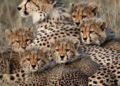 آخرین وضعیت هلیا و ۵ توله‌اش