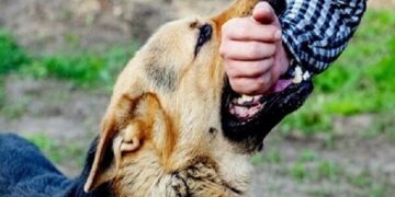 ۴۴۵ هزار مورد حیوان گزیدگی در کشور طی سال گذشته/ ابتلای ۲۰ نفر به هاری/ تاکید وزارت بهداشت بر مراجعه فوری به مراکز پیشگیری