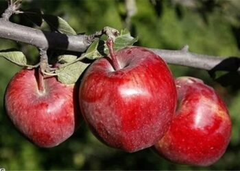 برداشت ۲۷۰هزار تن سیب پاییزه در فارس