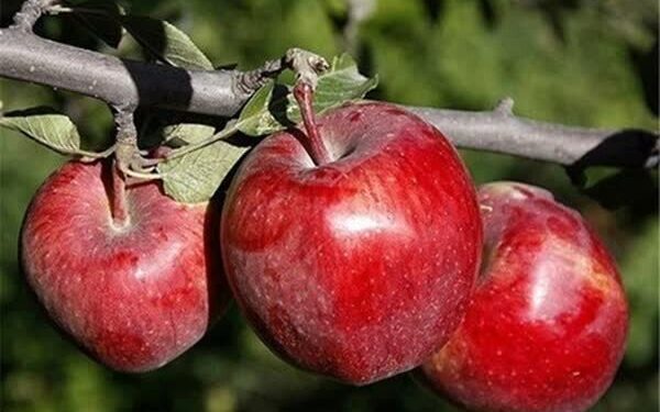 برداشت ۲۷۰هزار تن سیب پاییزه در فارس